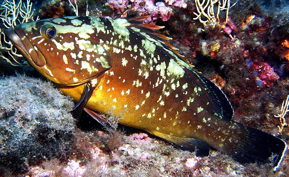 Epinephelus marginatus_07
